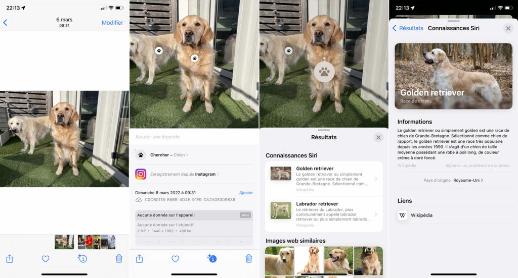 Exemple de la recherche visuelle sur iPhone avec 2 chiens