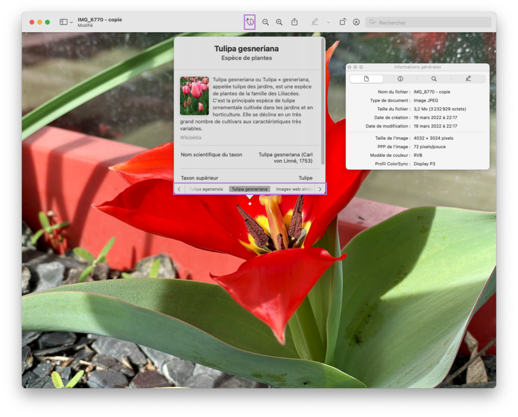 Exemple de la recherche visuelle sur Mac avec une fleur